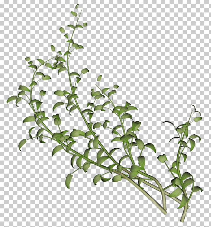 Twig Leaf Plants Flower Shrub PNG, Clipart, Art Museum, Branch, Flower, Flowering Plant, Fon Free PNG Download