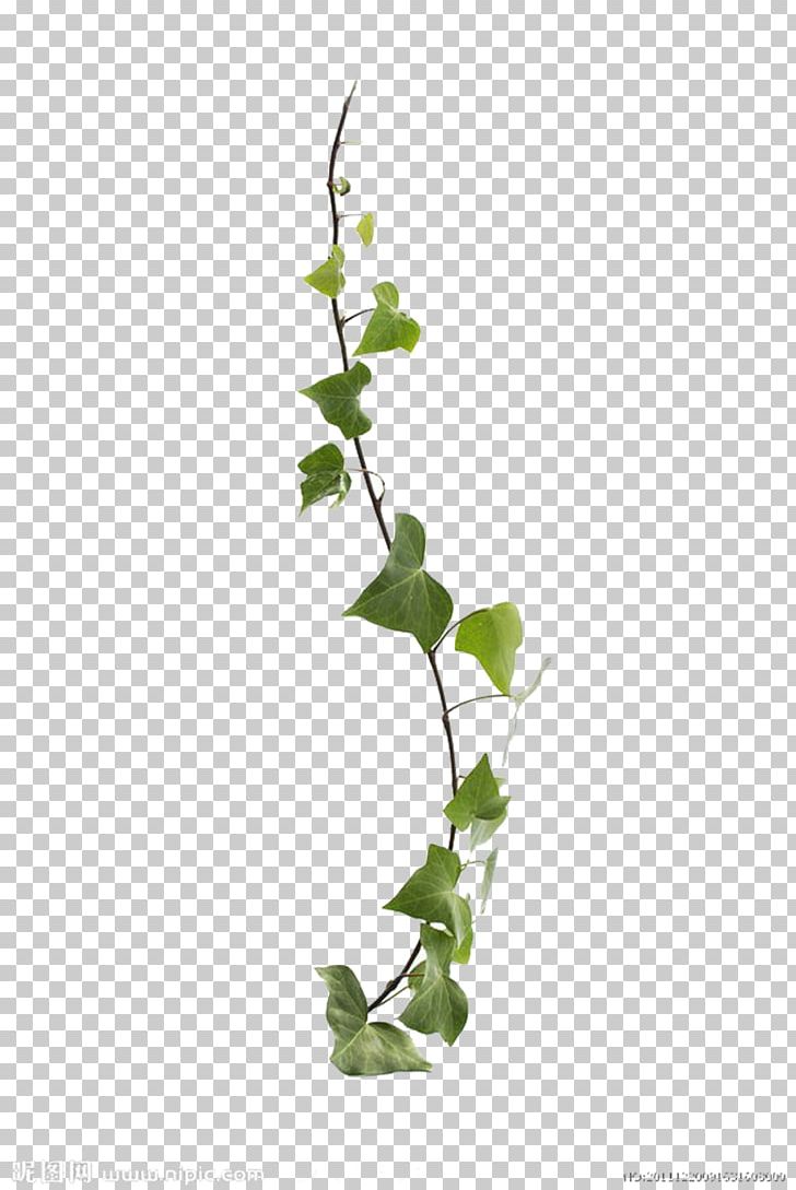 Common Ivy Virginia Creeper Vine Leaf Plant PNG, Clipart, Background, Background Decoration, Branch, Decoration, Devils Ivy Free PNG Download