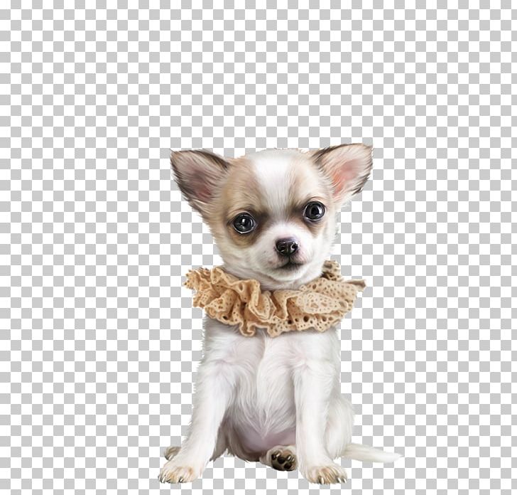 Corgi-Chihuahua Puppy Dog Breed Companion Dog PNG, Clipart, Animal, Carnivoran, Chihuahua, Chihuahua Dog, Companion Dog Free PNG Download