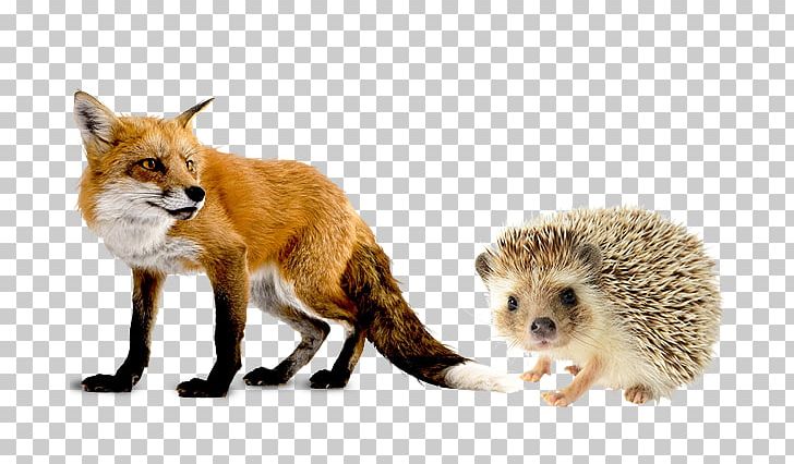Fox PNG, Clipart, Animals, Carnivoran, Computer Icons, Dog Like Mammal, Download Free PNG Download