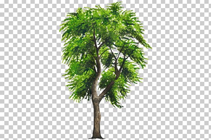 Schefflera Arboricola Devil's Ivy Plant Vine Bamboo PNG, Clipart, Bamboo, Bambusa Oldhamii, Branch, Devils Ivy, Evergreen Free PNG Download