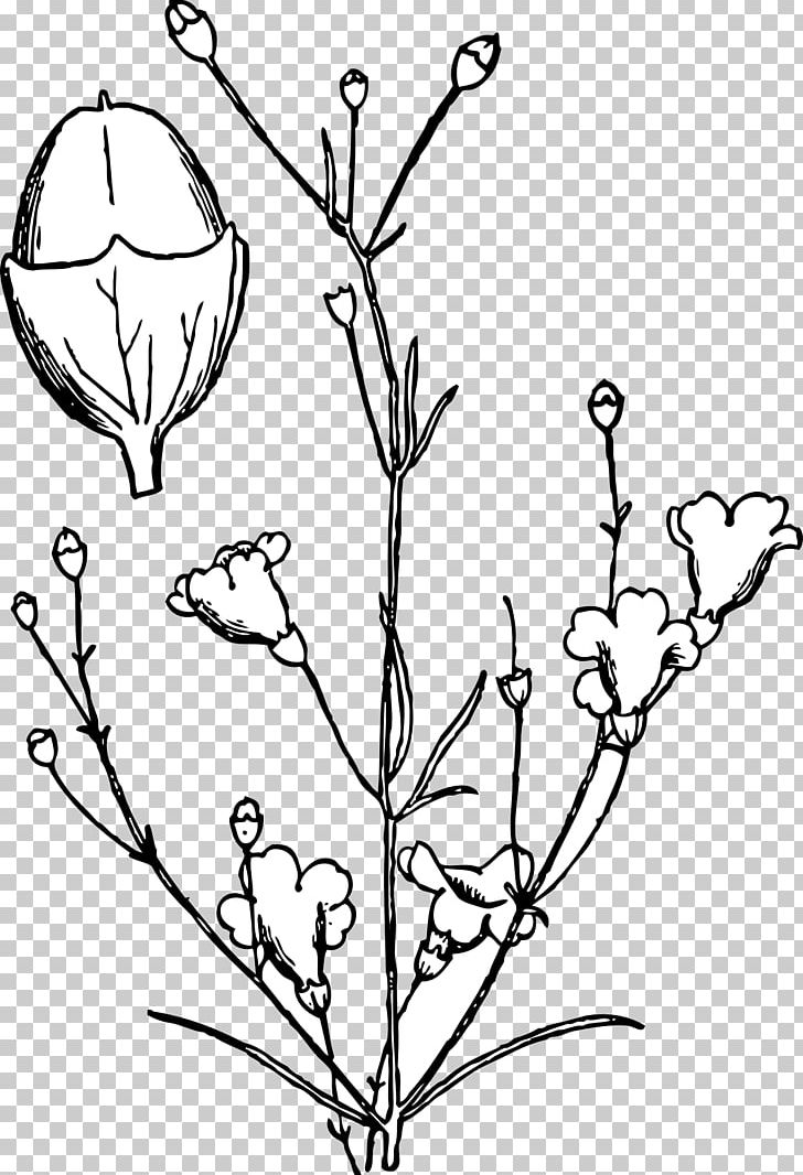Shrub Agalinis Obtusifolia Drawing PNG, Clipart, Agalinis, Agalinis Obtusifolia, Area, Black And White, Branch Free PNG Download