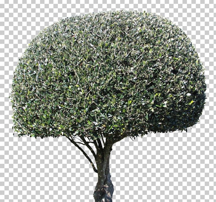 Tree Shrub Evergreen PNG, Clipart, Evergreen, Grass, Nature, Olesnica, Plant Free PNG Download