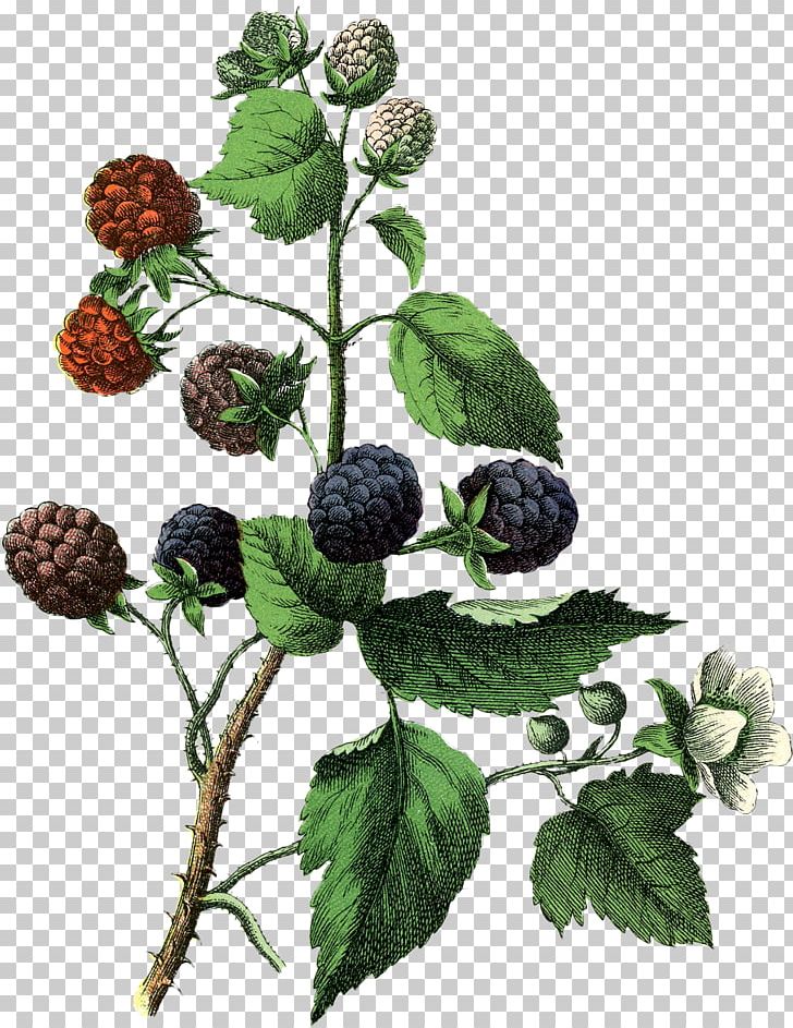 White Blackberry Drawing Fruit PNG, Clipart, Berry, Bilberry, Blackberry, Boysenberry, Bramble Free PNG Download