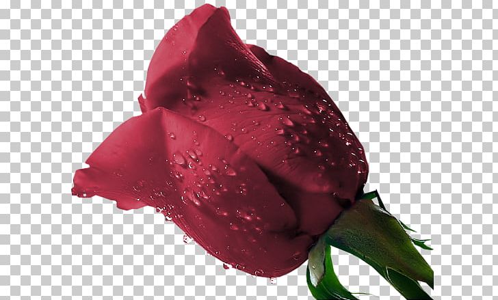 Floribunda Drop Flower PNG, Clipart, Bud, China Rose, Closeup, Download, Drop Free PNG Download