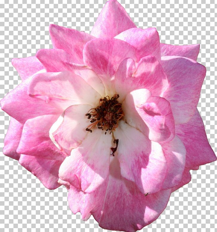 Centifolia Roses Garden Roses Floribunda Flower PNG, Clipart, Bloom, Blossom, Centifolia Roses, Cut Flowers, Cutout Free PNG Download