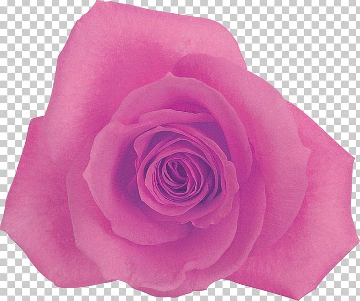 Centifolia Roses Rosaceae Flower Garden Roses Pink PNG, Clipart, Centifolia Roses, Cut Flowers, Flower, Flowering Plant, Garden Roses Free PNG Download