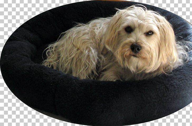 Cockapoo Maltese Dog Yorkshire Terrier Tibetan Terrier Lhasa Apso PNG, Clipart, Bolonka, Carnivoran, Cavachon, Cavapoo, Cockapoo Free PNG Download