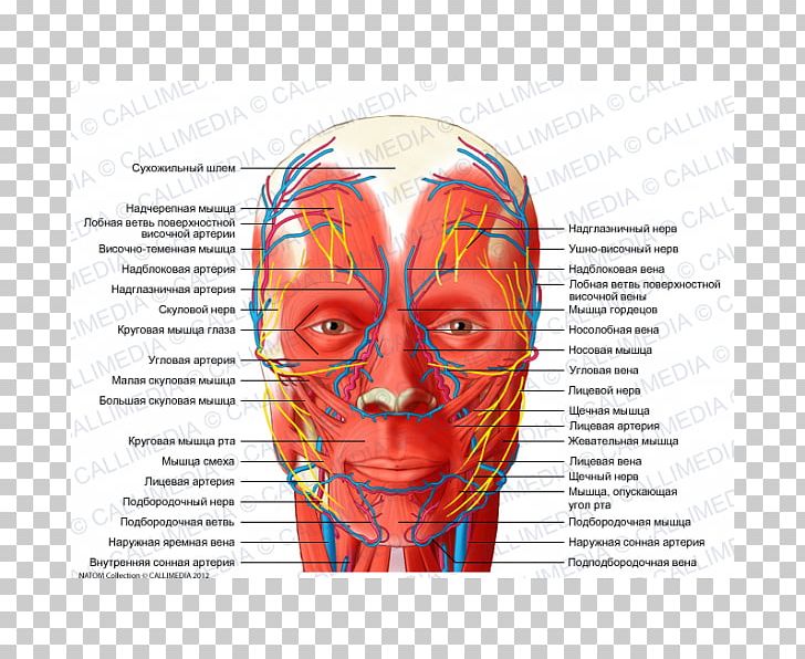 Head And Neck Anatomy Blood Vessel Nerve Supratrochlear Artery Human Head PNG, Clipart, Anatomy, Artery, Blood Vessel, Bone, Cheek Free PNG Download
