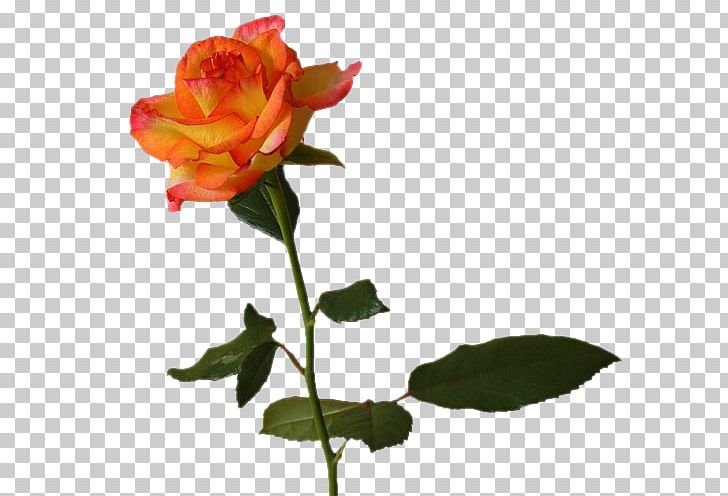 OPPO Digital Flower Email PNG, Clipart, Bud, Cut Flowers, Email, Floribunda, Floristry Free PNG Download