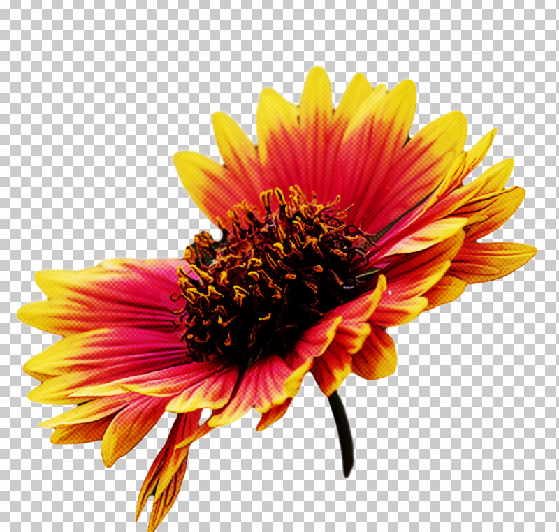 Blanket Flowers Transvaal Daisy Coneflower Cut Flowers Chrysanthemum PNG, Clipart, Aster, Biology, Blanket Flowers, Chrysanthemum, Closeup Free PNG Download