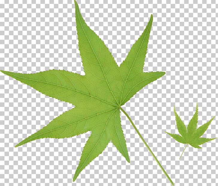 Cannabis Leaf No PNG, Clipart, Cannabis, Cannabis Leaf, Cannabis Sativa, Green, Hemp Free PNG Download