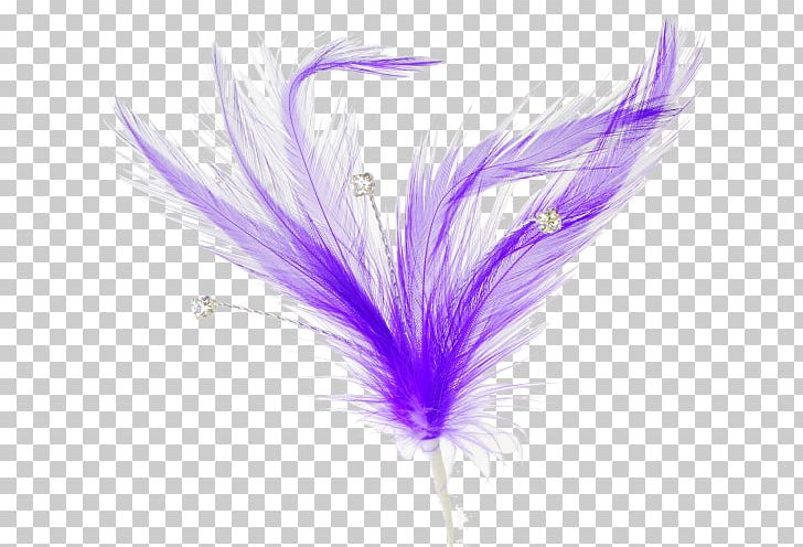 Feather Quill PNG, Clipart, Animals, Brush, Clip Art, Computer Wallpaper, Design Golden Feather Free PNG Download