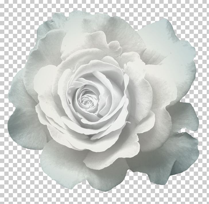 Garden Roses Cabbage Rose Cut Flowers Pink Flowers PNG, Clipart, Anemone, Black And White, Creative Teapot, Cut Flowers, Floral Design Free PNG Download