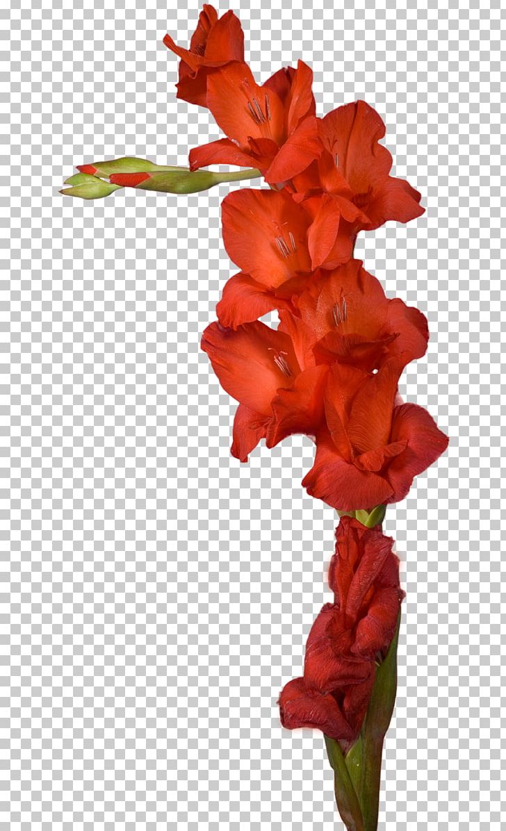 Gladiolus Cut Flowers Plant Stem PNG, Clipart, Blogger, Canna Lily, Cut Flowers, Flower, Flowering Plant Free PNG Download