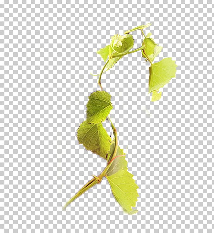 Grape Vine Computer File PNG, Clipart, Branch, Branches, Computer File, Download, Encapsulated Postscript Free PNG Download