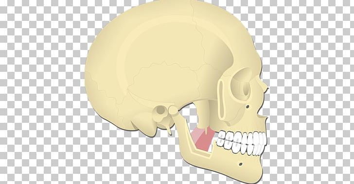 Nose Hearing Jaw PNG, Clipart, Action, Attachment, Bone, Ear, Head Free PNG Download