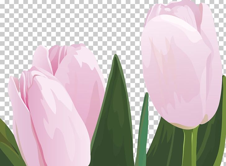 Tulip Flower Graphic Design PNG, Clipart, Computer Wallpaper, Designer, Encapsulated Postscript, Flower, Flowering Plant Free PNG Download