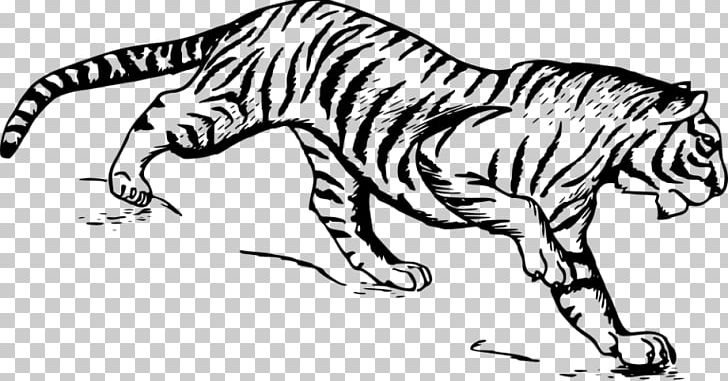Drawing White Tiger PNG, Clipart, Artwork, Big Cats, Carnivoran, Cat Like Mammal, Fauna Free PNG Download