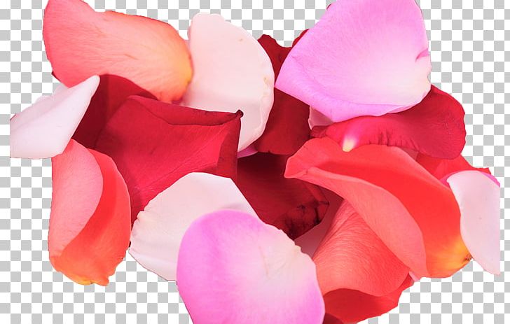 Petal Flower Rose Color PNG, Clipart, Blue, Color, Common Daisy, Cut Flowers, Floristry Free PNG Download