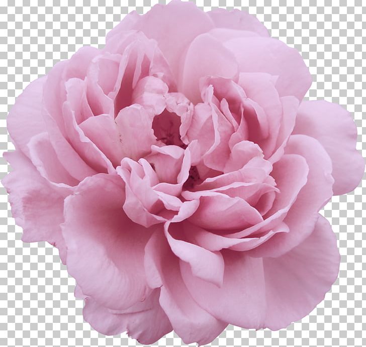 Peony Flower Garden Roses Stock Photography PNG, Clipart, Camellia, Carnation, Cut Flowers, Floral Design, Flower Free PNG Download