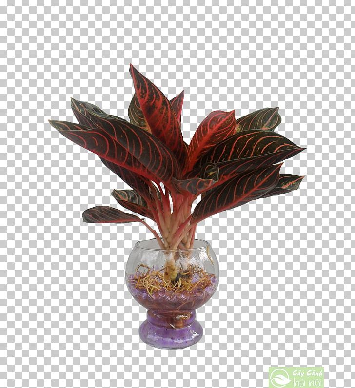 Leaf Dracaena Fragrans Ornamental Plant Tree Arecaceae PNG, Clipart, Arecaceae, Chamaedorea, Composite Material, Dracaena, Dracaena Fragrans Free PNG Download