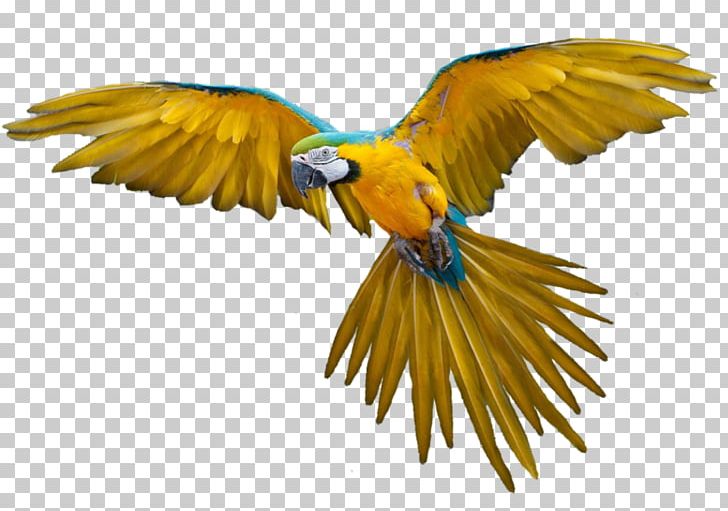 Image File Formats Presentation Others PNG, Clipart, Beak, Bird, Bird Flight, Download, Fauna Free PNG Download