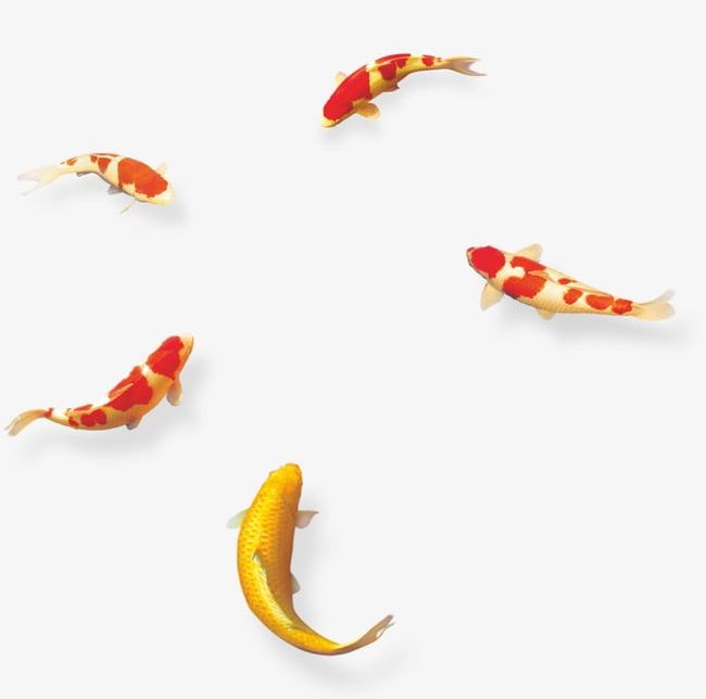 Koi PNG, Clipart, Carp, Chinese, Chinese Style, Fish, Koi Free PNG Download