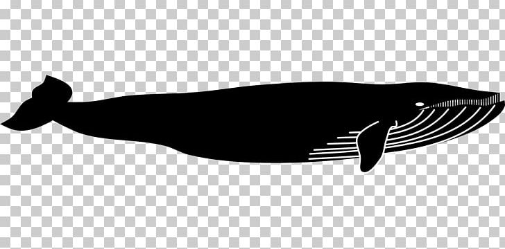 Blue Whale Marine Mammal Animal PNG, Clipart, Animal, Animals, Beak, Black, Black And White Free PNG Download
