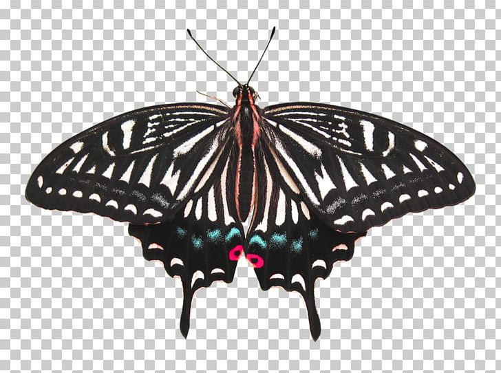Butterfly Insect Moth PNG, Clipart, Arthropod, Brush Footed Butterfly, Butterflay, Butterflies And Moths, Butterfly Free PNG Download