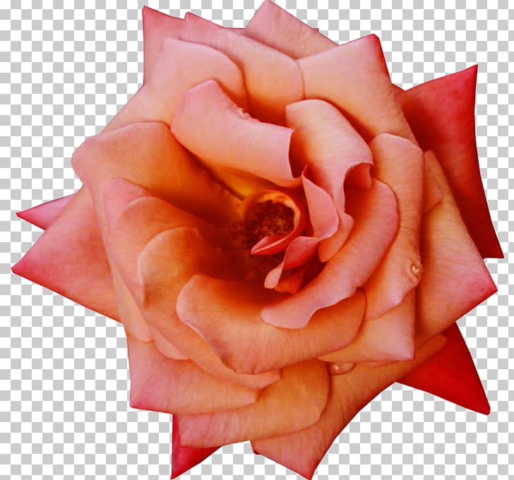 Garden Roses Flower Petal PNG, Clipart, Closeup, Cut Flowers, Download, Floribunda, Flower Free PNG Download