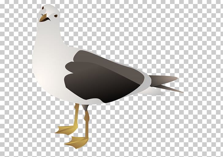 Gulls European Herring Gull PNG, Clipart, Animals, Beak, Bird, Charadriiformes, Common Gull Free PNG Download