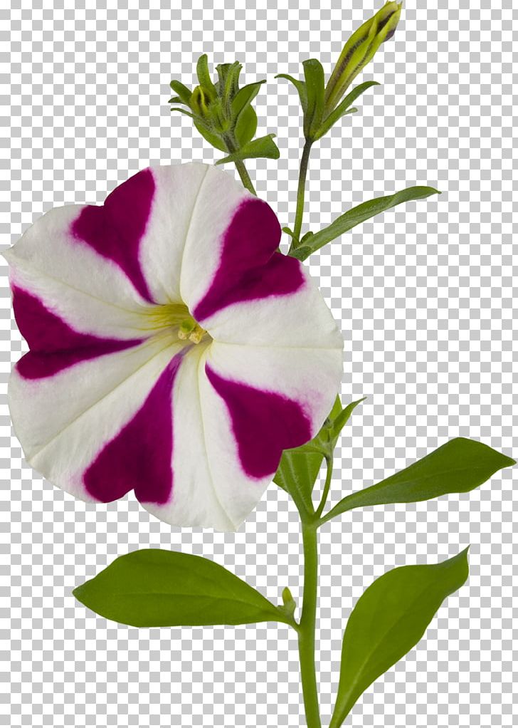 Japanese Morning Glory Flower Four O'clocks Common Morning-glory PNG, Clipart,  Free PNG Download