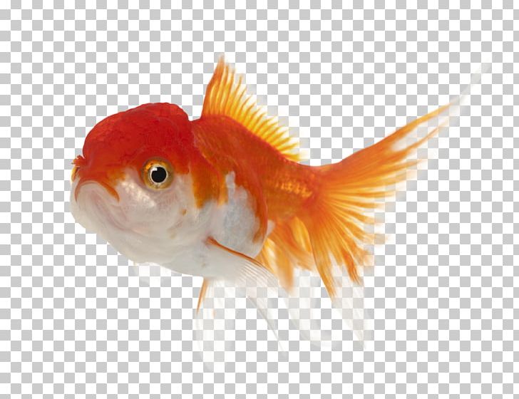 Lionhead Oranda Common Goldfish Koi PNG, Clipart, Animals, Bony Fish, Common Goldfish, Depositphotos, Fauna Free PNG Download