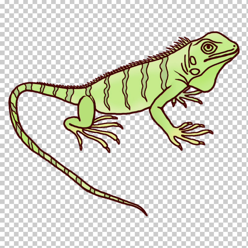 Common Iguanas Amphibians Iguanas Green Iguana Character PNG, Clipart, Amphibians, Biology, Character, Character Created By, Common Iguanas Free PNG Download