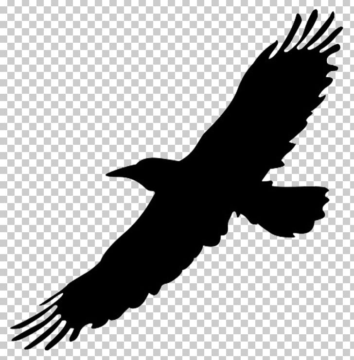 Big Bird Flight Crows PNG, Clipart, Beak, Big Bird, Big Bird Cliparts, Bird, Bird Flight Free PNG Download