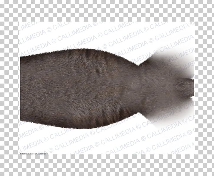 Fur PNG, Clipart, Abdomen Anatomy, Fur, Others, Tail Free PNG Download