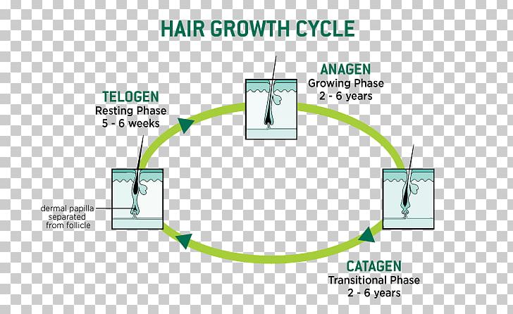 Human Hair Growth Hair Loss Hair Follicle Keratin PNG, Clipart, Angle, Area, Brand, Cable, Cap Free PNG Download