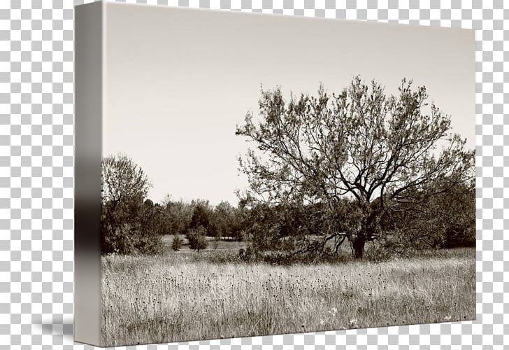 Landscape Land Lot Wood /m/083vt White PNG, Clipart, Black And White, Branch, Branching, Grass, Land Lot Free PNG Download