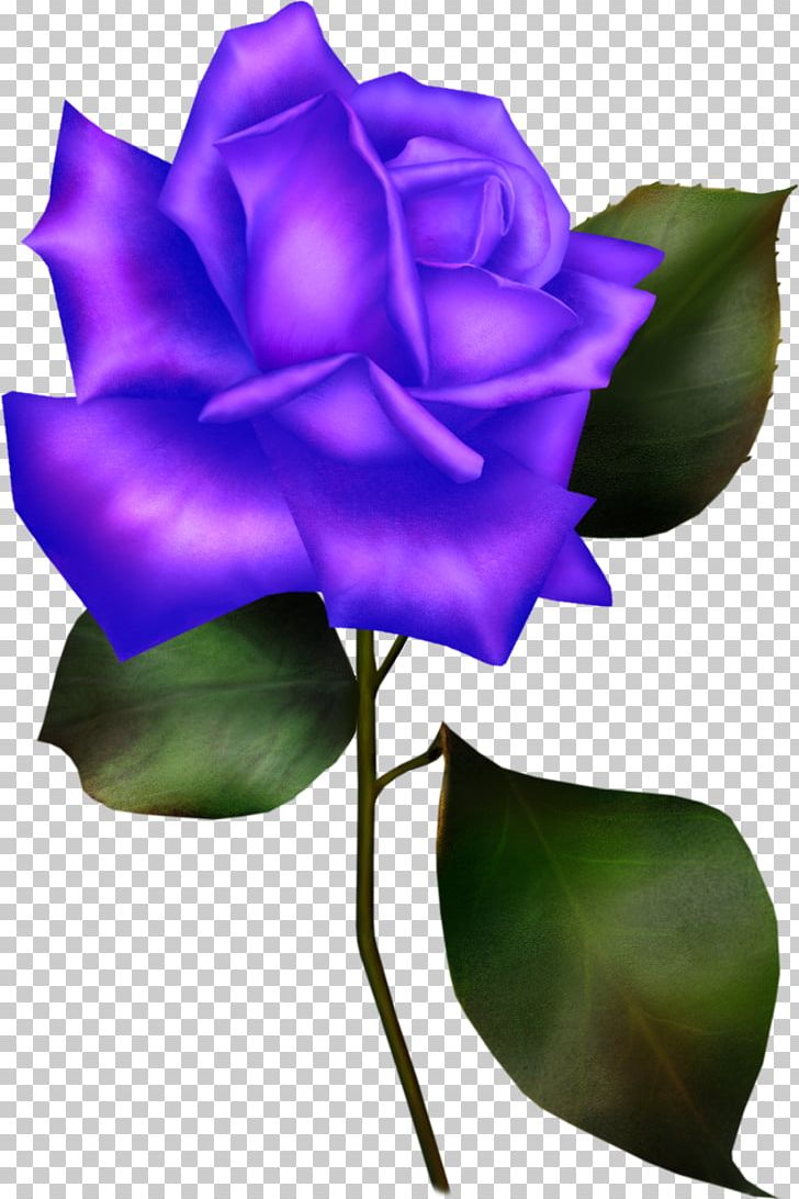 Rosa Gallica Flower Blue Rose Rosaceae PNG, Clipart, Blue, Blue Rose, Bud, Color, Cut Flowers Free PNG Download