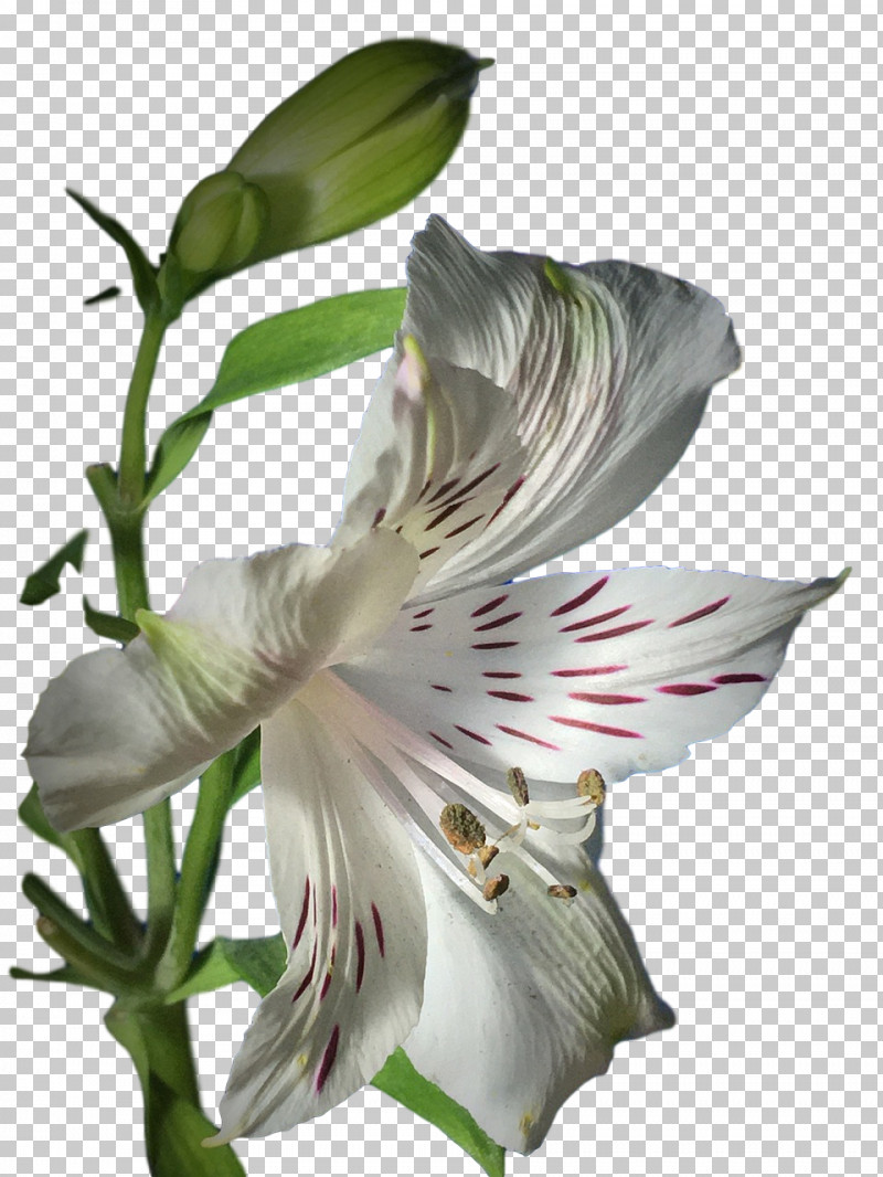 Lily Of The Incas Jersey Lily Petal Flower Amaryllis PNG, Clipart, Amaryllis, Biology, Flower, Jersey Lily, Lily M Free PNG Download