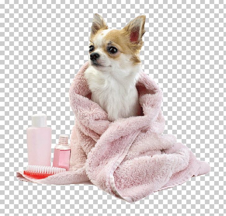 Cat Pug Dog Grooming Pomeranian Pet PNG, Clipart,  Free PNG Download