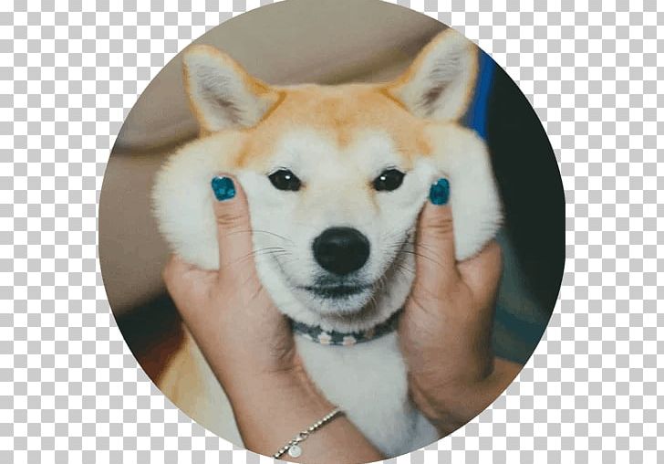 Shiba Inu Puppy Norwegian Lundehund Akita Dog Breed PNG, Clipart, Akita, Akita Inu, Animals, Breed, Carnivoran Free PNG Download