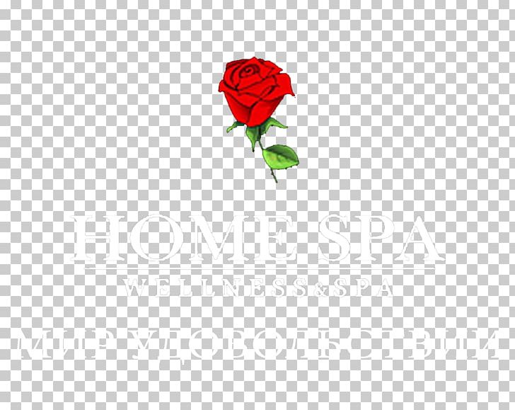 Garden Roses Petal Desktop PNG, Clipart, Computer, Computer Wallpaper, Desktop Wallpaper, Flora, Flower Free PNG Download