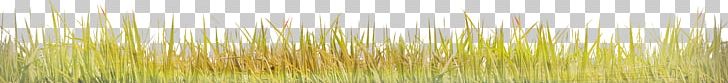 Green PNG, Clipart, Background Green, Grass, Grasses, Grass Family, Grassland Free PNG Download