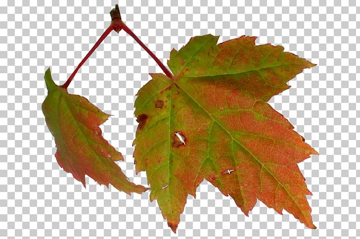 Maple Leaf Abscission PNG, Clipart, Abscission, Author, Autumn, Birthday, Color Free PNG Download