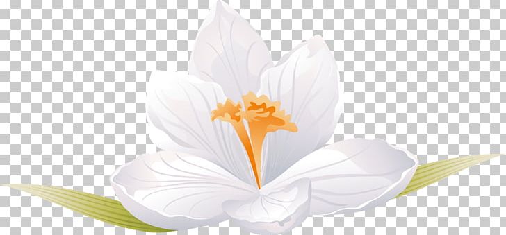 Petal White Flowering Plant Computer PNG, Clipart, Background White, Black White, Computer, Computer Wallpaper, Crocus Free PNG Download
