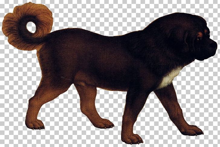 Tibetan Mastiff Puppy English Mastiff Coyote Ancient Dog Breeds PNG, Clipart, Ancient Dog Breeds, Breed, Canidae, Canis, Carnivoran Free PNG Download