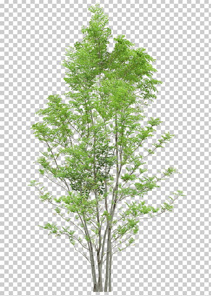Tree PNG, Clipart, Autumn Tree, Branch, Christmas Tree, Data, Diagram Free PNG Download