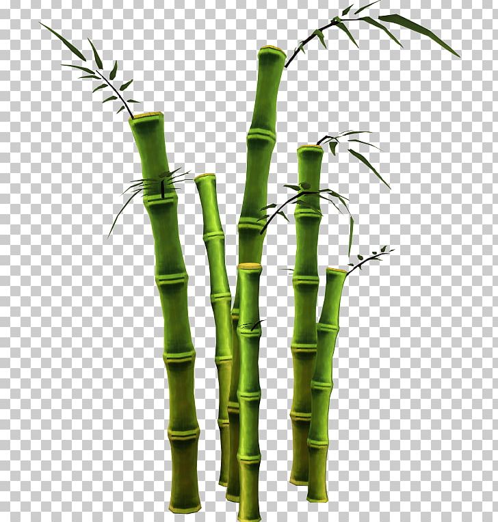 Bamboo PNG, Clipart, Bamboo Free PNG Download